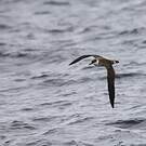 Puffin majeur