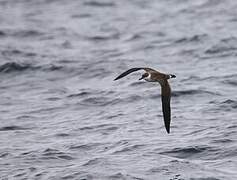 Great Shearwater