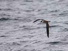 Great Shearwater