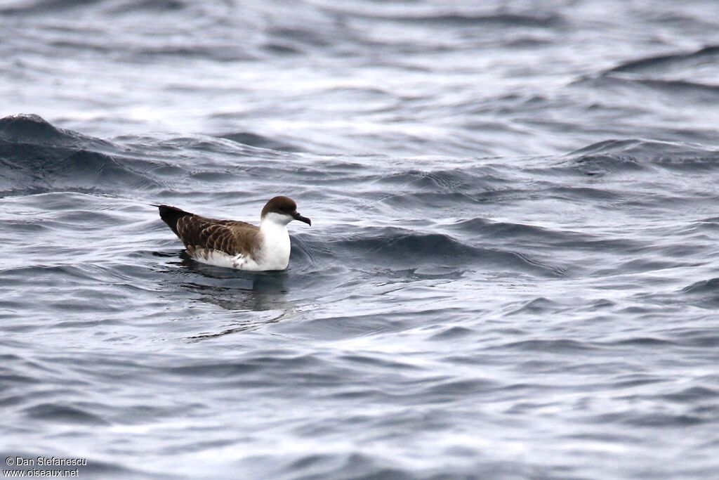 Great Shearwater