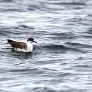 Puffin majeur