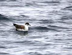 Great Shearwater