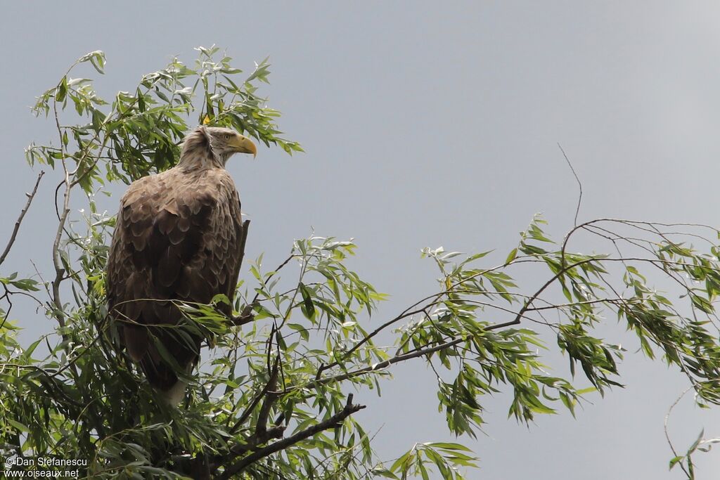 White-tailed Eagleadult