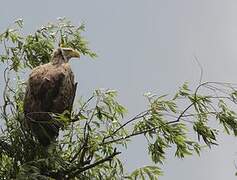 White-tailed Eagle