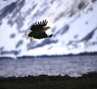 White-tailed Eagle