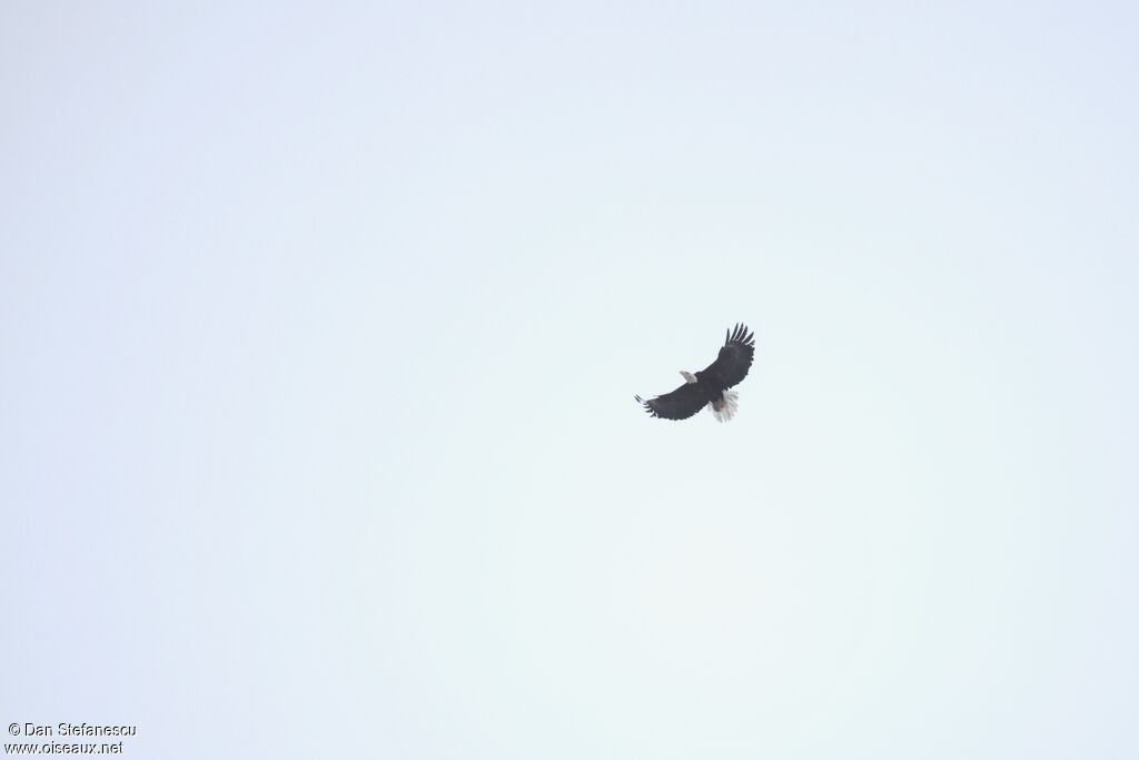 Pygargue à tête blancheadulte, Vol