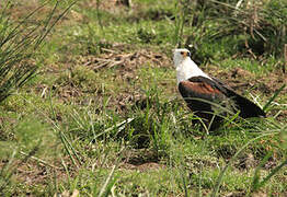 African Fish Eagle