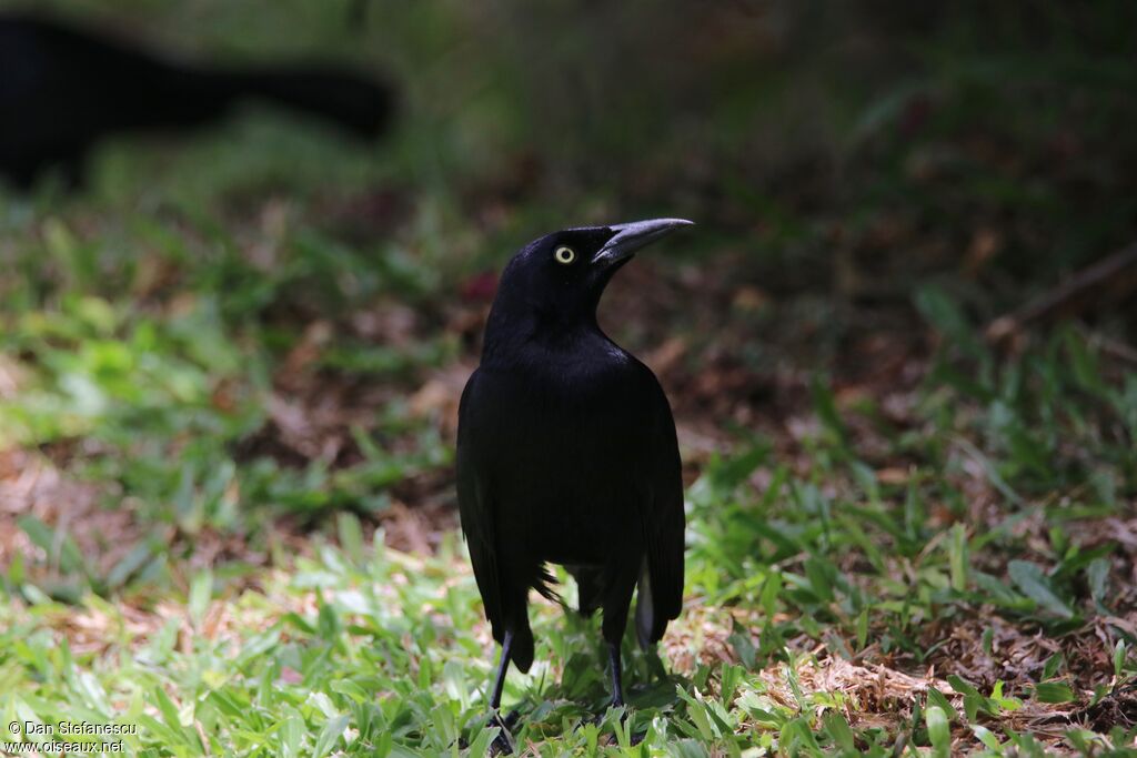 Carib Grackle male adult, walking