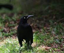 Carib Grackle