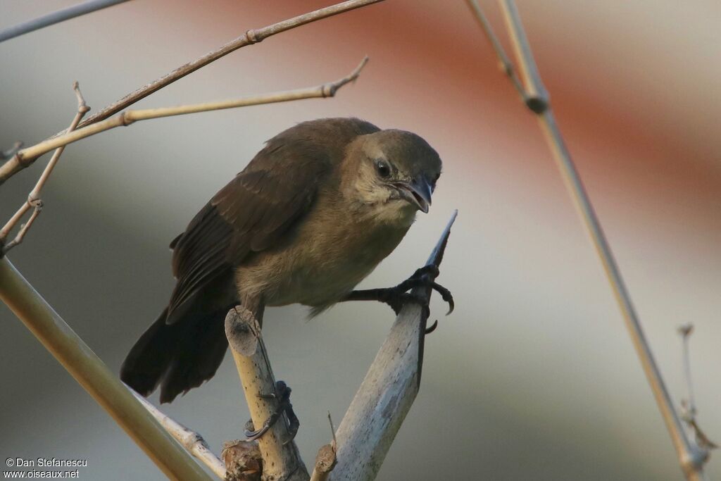 Carib Grackle female adult