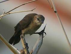 Carib Grackle