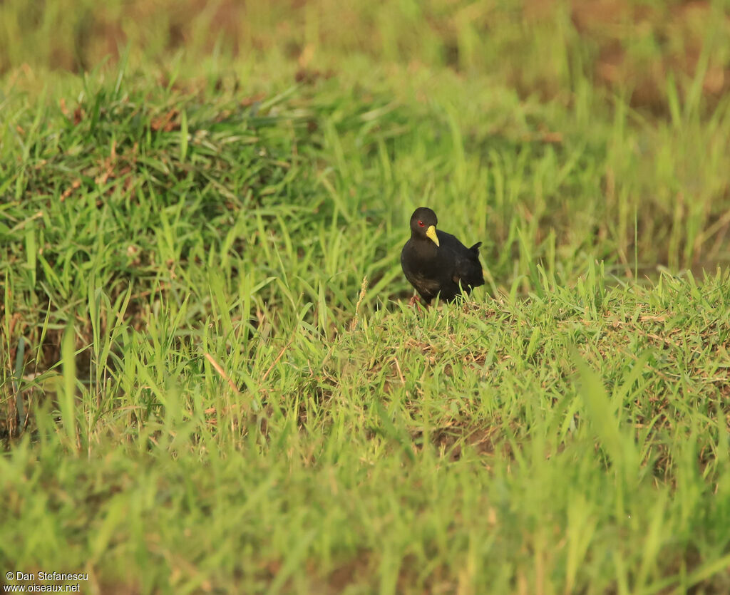 Black Crakeadult