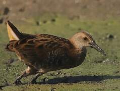 Water Rail