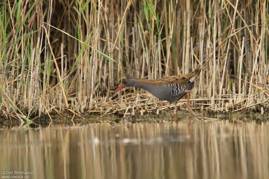 Water Railadult, walking, eats