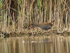 Water Rail