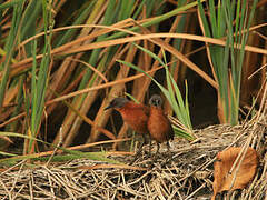Ruddy Crake
