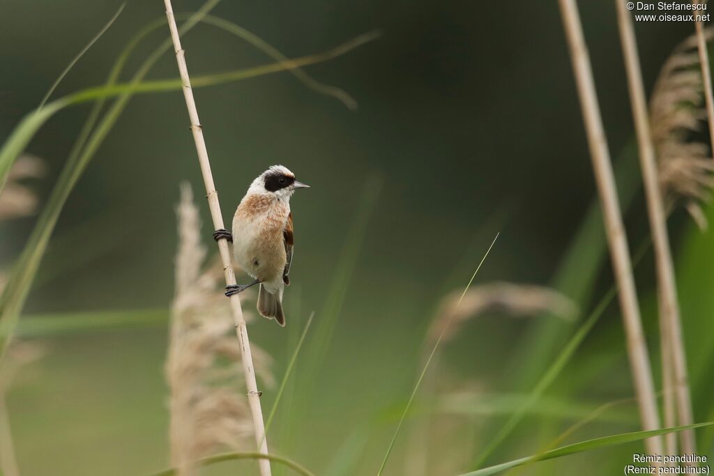 Rémiz penduline