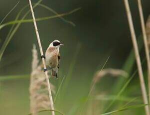 Rémiz penduline