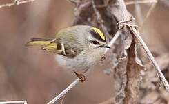 Roitelet à couronne dorée