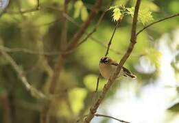 Madeira Firecrest