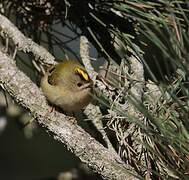 Goldcrest