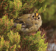 Goldcrest