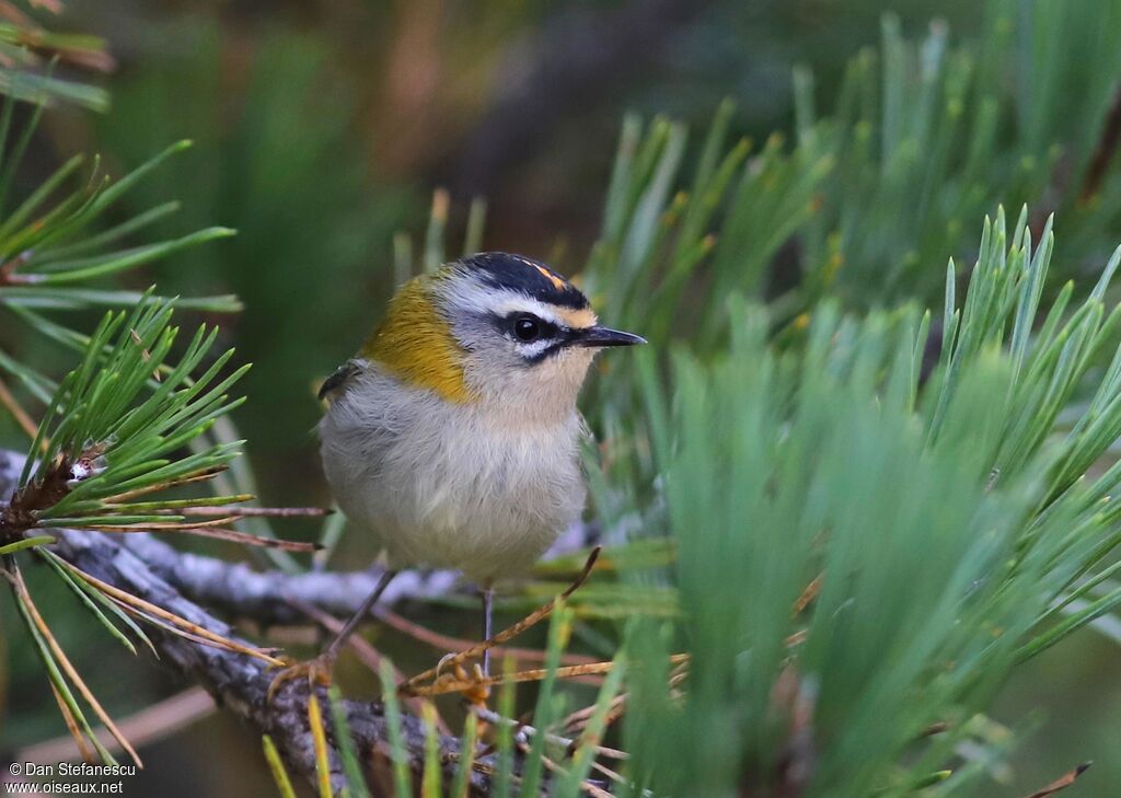 Common Firecrest