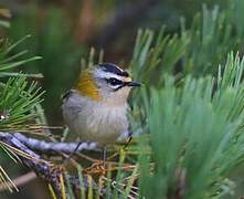 Common Firecrest