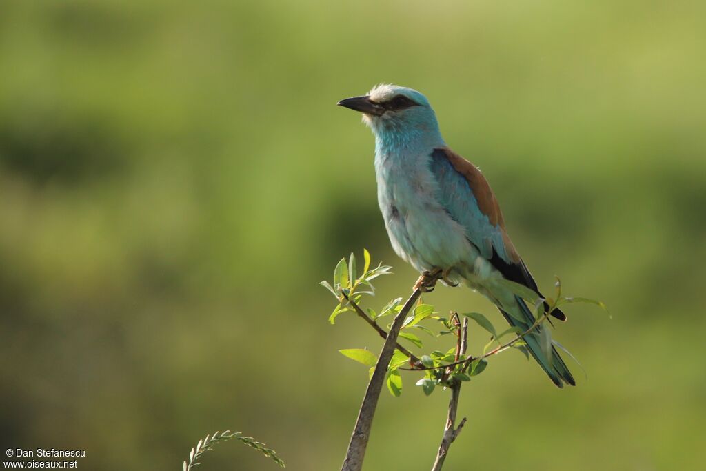 European Rolleradult