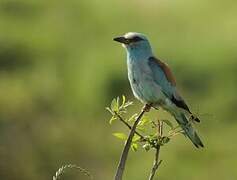 European Roller