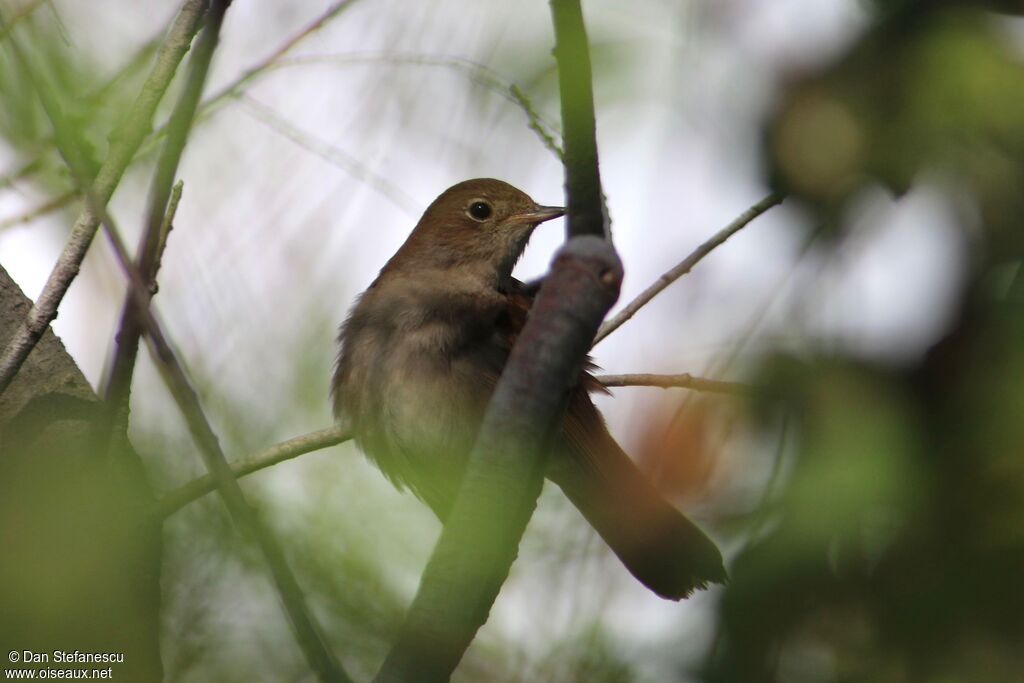 Common Nightingaleadult