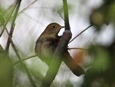 Common Nightingale