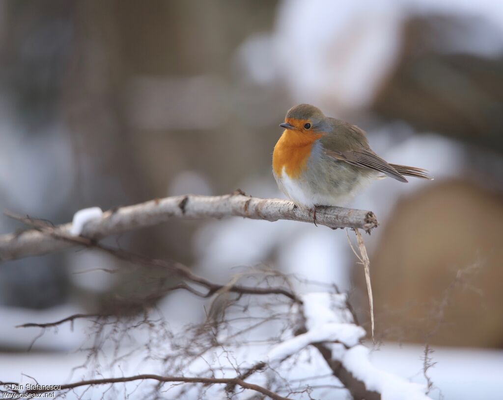 European Robin