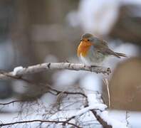 European Robin