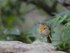 European Robin