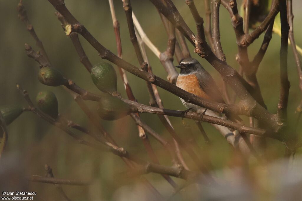 Common Redstart