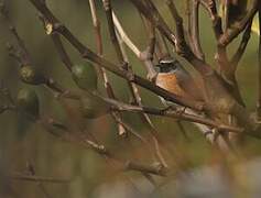 Common Redstart