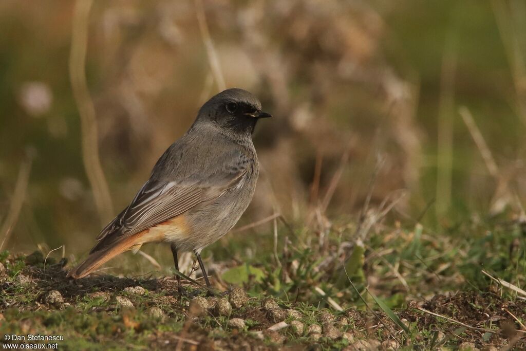 Black Redstart male