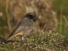 Black Redstart