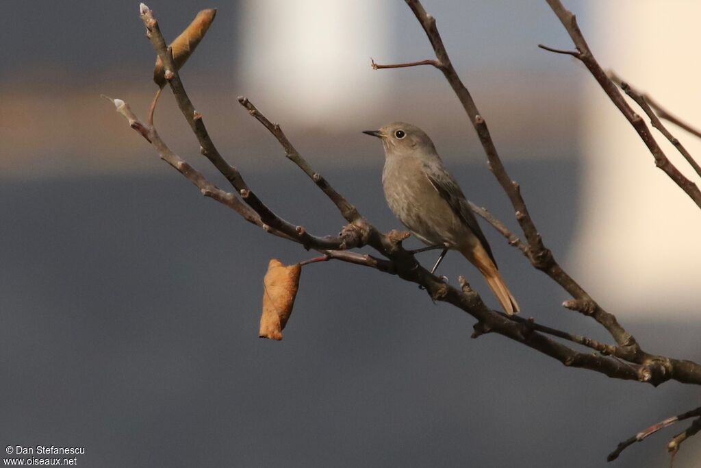 Black Redstart female adult