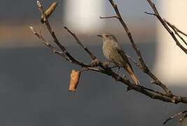 Black Redstart