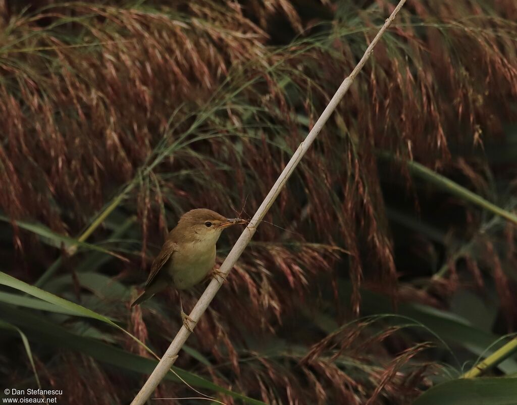 Common Reed Warbleradult