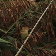 Common Reed Warbler