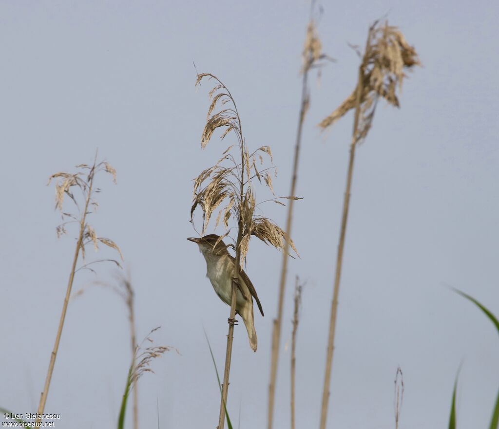 Great Reed Warbleradult, song