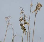 Great Reed Warbler