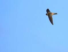 Mascarene Swiftlet