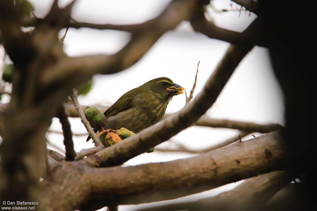 Saltator gros-becadulte, mange