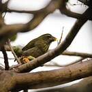 Saltator gros-bec