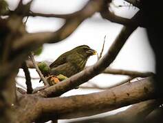 Lesser Antillean Saltator