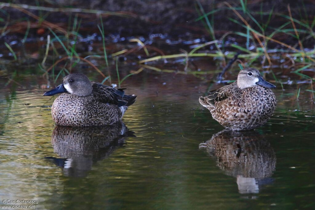 Blue-winged Tealadult